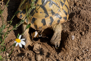Griechische Landschildkr&ouml;te beim Eier legen