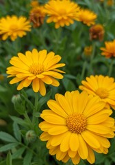 Vibrant yellow daisies bloom brightly sunlight bathes petals lush green foliage. AI Generated