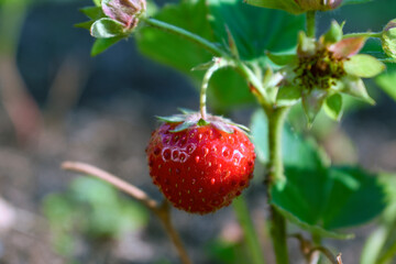 Seeds on a red strawberry close-up. Summer strawberry.