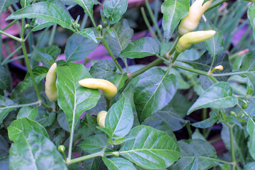 Chili plants ready for harvest, chilies are fruit and plants belonging to the genus Capsicum