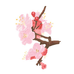 Blooming Plum Blossoms in Oil Pastel &ndash; Korean Spring Flower Illustration
