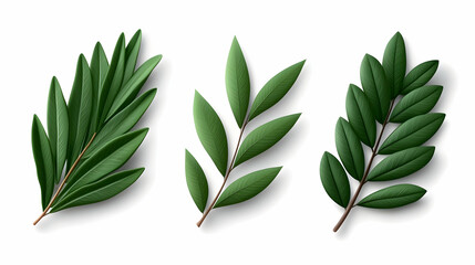 Fototapeta premium Realistic Green Fir Leaves Isolated on White Background