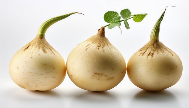 fresh jicama vegetable on a white or white background