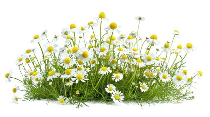 Chamomile on lush green grass flowers herbal plants.
