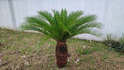 Beautiful View If cycas revoluta plant