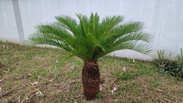 Beautiful View If cycas revoluta plant
