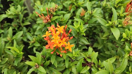 Beautiful view of ixora cicconea flower