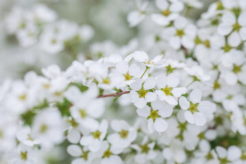 Thunberg's meadowsweet