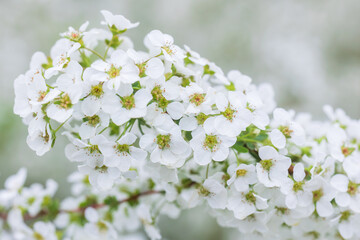 Thunberg's meadowsweet