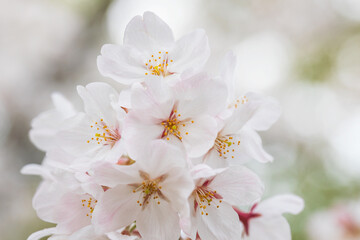 Japanese cherry, sakura