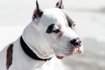 young white with brown spots american staffordshire terrier walking with owner in street, close-up view of muzzle, dogwalking concept