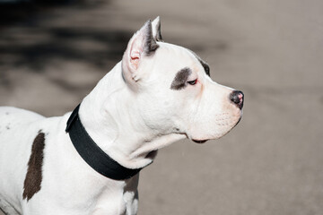 young white with brown spots american staffordshire terrier walking with owner in street, close-up...