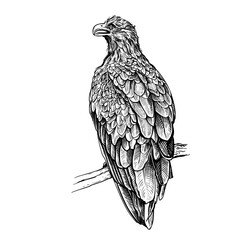 Fototapeta premium A hand-drawn sketch of a golden eagle isolated on a white background. A wild steppe bird is sitting on a branch. Vector linear drawing in the style of engraving