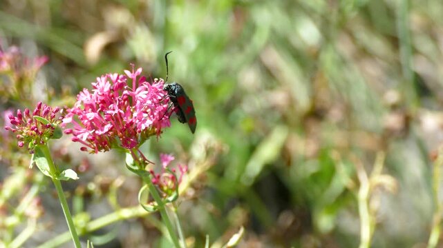 Six-spot Burnet (Zygaena filipendulae) moth moving around on pink flower in Zurich, Switzerland