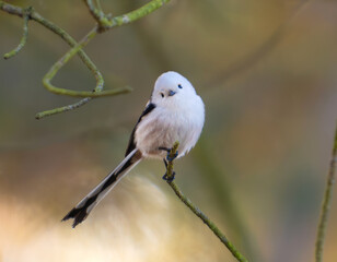 Long-Tailed Tit Rests On A Bench In The Nature Park