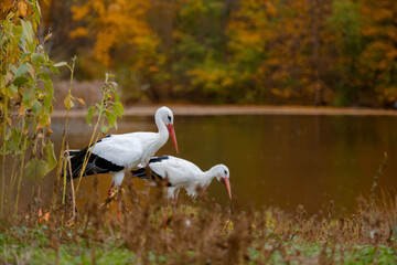 Two Storks Stand On Lake Shore In Autumn