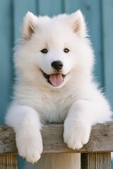 Fototapeta premium Adorable Samoyed Puppy with Fluffy White Fur and Playful Expression