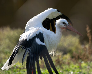 White Stork Portrait Stands Out On Blurred Background