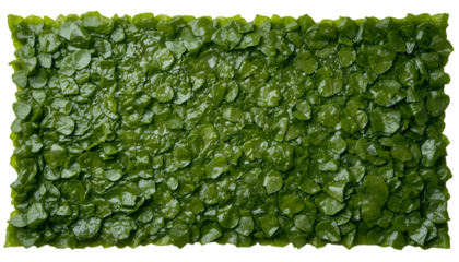 A crisp, dark green nori seaweed sheet isolated on a transparent background, perfect for sushi, Asian cuisine designs, and food packaging concepts.