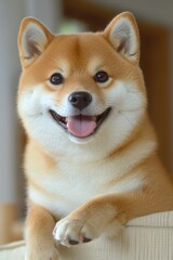Happy Shiba Inu Dog Smiling at Camera in Cozy Indoor Setting