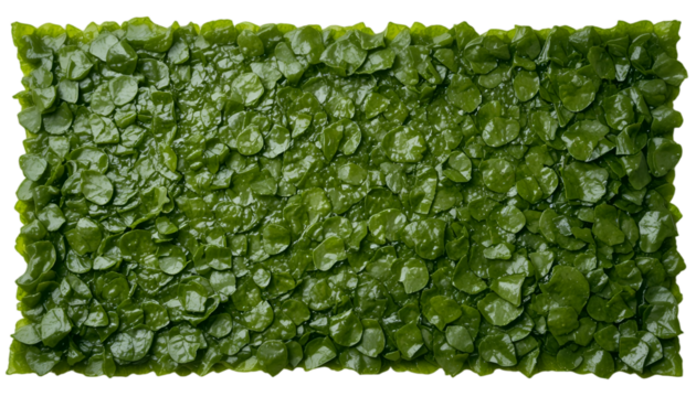 A crisp, dark green nori seaweed sheet isolated on a transparent background, perfect for sushi, Asian cuisine designs, and food packaging concepts.