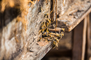 closeup shot of bee worker in hive frame at the fresh honey harvest, healthy nutrition, sunny day, hexagon honeycomb beeswax, selective focus with shallow depth of field, taken at Asiyout Upper Egypt