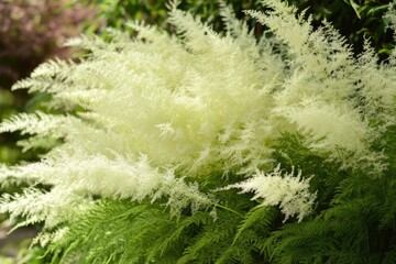 Foxtail Fern. Closeup of Green Fern with White Foliage, Natural Tree Decoration