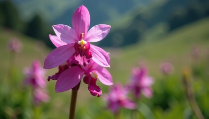 Fototapeta premium Inflorescence of Elder-flowered Orchid in natural habitat of Pyrenees mountains, Andorra, Dactylorhiza sambucina, Alps