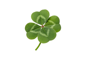 A floating lucky four-leaf clover, isolated on a solid white background.