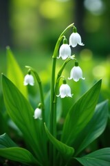 Obraz premium Medium shot of blooming Lily of the Valley plants in spring with delicate bell-shaped flowers, greenery, white
