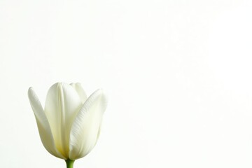 Single white tulip isolated on white background, botany, tulip, flower