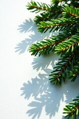 Obraz premium Spruce needles on white surface with shadow details, natural, woodgrain