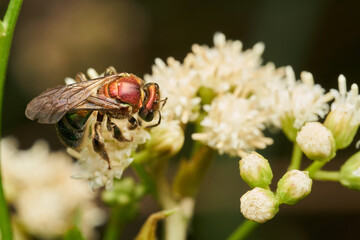 macro shot of iridescent bee on leaf