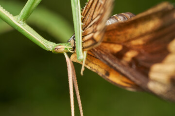 macro shot of mantis eating butterfly on grass