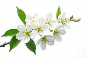Fototapeta premium Orange blossom branch with delicate white flowers and green leaves isolated on white background, botanical, branch