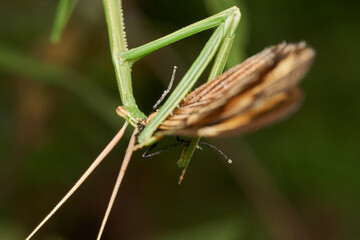 closeup view of mantis devouring butterfly on grass