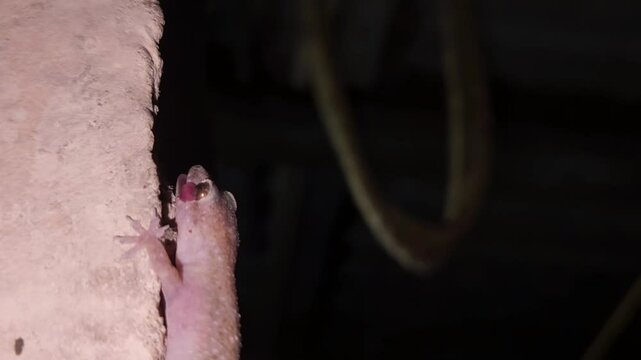 Macro footage of Common house gecko catching insects. India