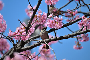 すずめと桜