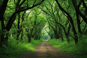 Fototapeta premium A forest path leading through big tall trees woodland nature green.