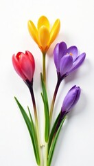 Fototapeta premium Set of vibrant spring crocus flowers on clean white background, flowers, white background