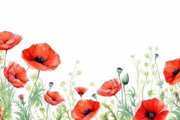 Cute poppy flowers plant inflorescence backgrounds.