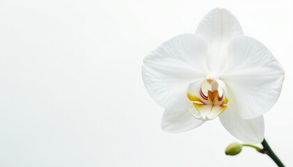 Obraz premium Delicate white orchid blossom, pristine petals against pure white backdrop, pure, white flower