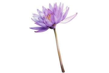 Lotus flower blossom purple.