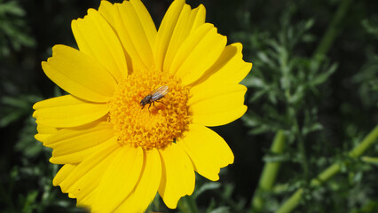 Natura