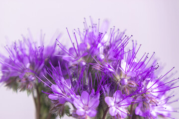 Beautiful large head of blooming phacelia tanacetifolia or purple tansy flowers.