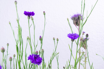 Blue cornflower flowers close-up. Stems and buds on white background.