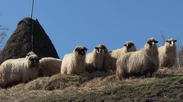 Sheep with long wool standing free in a field with blue sky and haystack in the background