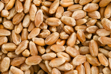 Background of Wheat Grains. Completely in focus. Full depth of field. Macro photo. Top view.