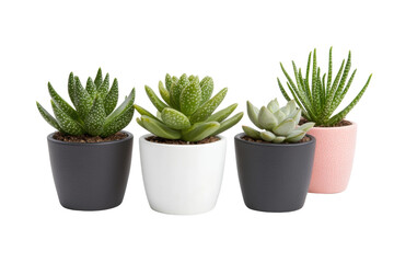 Variety of succulents in stylish pots isolated on white background, cut out