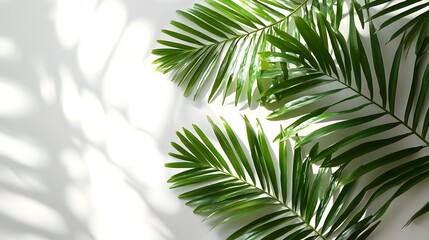 Obraz premium palm leaf shadow overlay effect